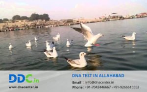 DNA Test in Allahabad, Uttar Pradesh